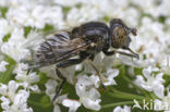 Kustvlekoog (Eristalinus aeneus)