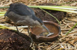 Kwak (Nycticorax nycticorax) 