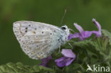 Kwartsblauwtje (Polyommatus albicans)