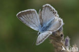 Kwartsblauwtje (Polyommatus albicans)