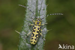 Ladder Populierenbok (Saperda scalaris)