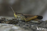 Large mountain grasshopper (Stauroderus scalaris)
