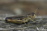 Large mountain grasshopper (Stauroderus scalaris)
