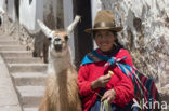 Lama (Lama glama)