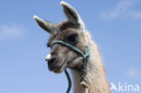 Llama (Lama glama)