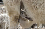 Llama (Lama glama)