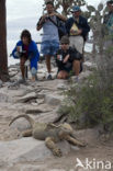 land iguana (Conolophus subcristatus) 