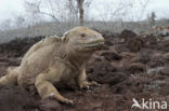 land iguana (Conolophus subcristatus) 