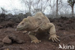 land iguana (Conolophus subcristatus) 