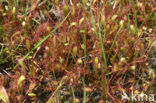 Lange zonnedauw (Drosera longifolia) 