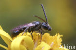 Langkopsmaragdgroefbij (Lasioglossum morio)