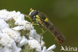 Langlijfje (Sphaerophoria sp)