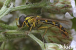 Hoverfly (Sphaerophoria sp)