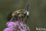 Langsprietdaas (Heptatoma pellucens)