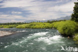 Lanin National Park