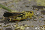 Large Banded Grasshopper (Arcyptera fusca)