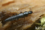 Lathrobium fovulum