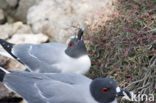 Lavameeuw (Larus fuliginosus) 