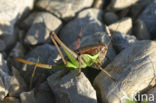 Littoral Bush-cricket (Pholidoptera littoralis)