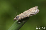 Rush Veneer (Nomophila noctuella)