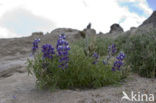 Lupine (Lupinus spec.)