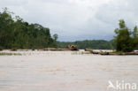 Madidi national park