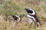 Magellanic penguin (Spheniscus magellanicus) 