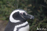 Magellanic penguin (Spheniscus magellanicus) 