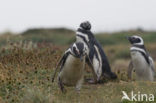 Magellanic penguin (Spheniscus magellanicus) 