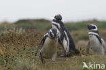 Magelhaenpinguin (Spheniscus magellanicus) 