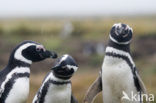 Magellanic penguin (Spheniscus magellanicus) 