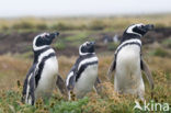 Magellanic penguin (Spheniscus magellanicus) 