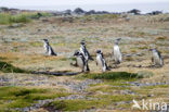 Magellanic penguin (Spheniscus magellanicus) 