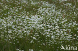 Margriet (Chrysanthemum leucanthemum)