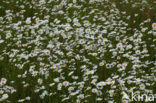 Margriet (Chrysanthemum leucanthemum)