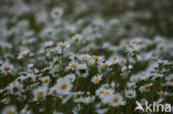 Margriet (Chrysanthemum leucanthemum)