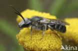 Matte bandgroefbij (Lasioglossum leucozonium)