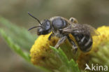 Matte bandgroefbij (Lasioglossum leucozonium)