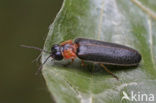 Mediterrane vuurvlieg (Luciola lusitanica)