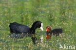 Common Coot (Fulica atra)
