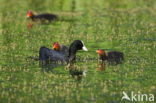 Common Coot (Fulica atra)