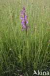 Moerasorchis (Orchis palustris)