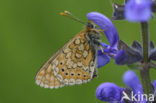 Moerasparelmoervlinder (Euphydryas aurinia) 