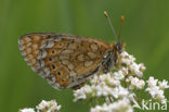 Moerasparelmoervlinder (Euphydryas aurinia) 