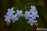 Moerasvergeet-mij-nietje (Myosotis scorpioides)