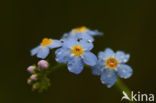 Moerasvergeet-mij-nietje (Myosotis scorpioides)