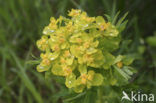 Moeraswolfsmelk (Euphorbia palustris) 