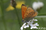 Morgenrood (Lycaena virgaureae)