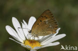 Morgenrood (Lycaena virgaureae)