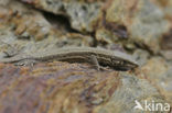 Wall Lizard (Podarcis muralis)